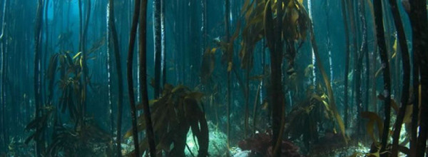 6 types of dives2